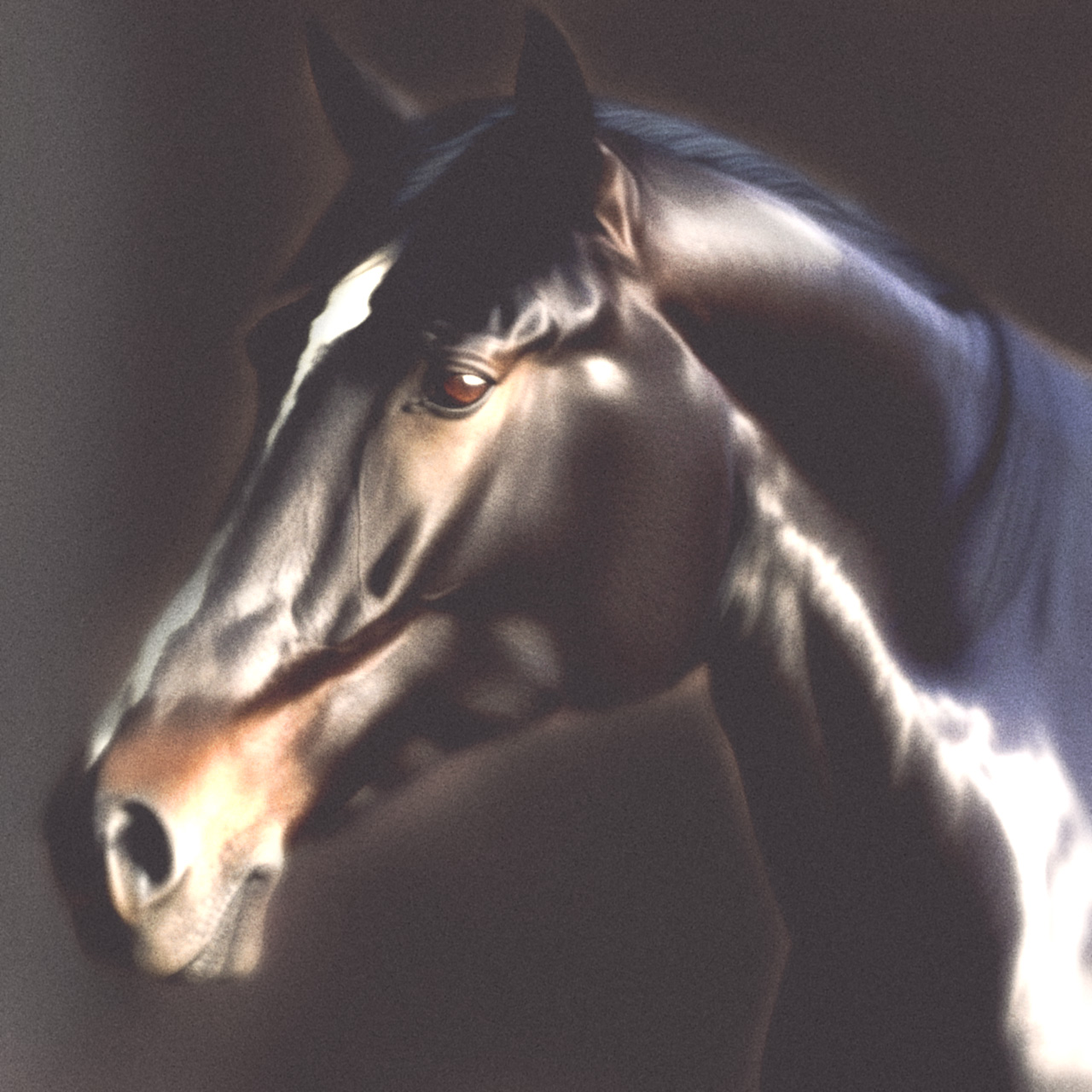 cheval-1-1