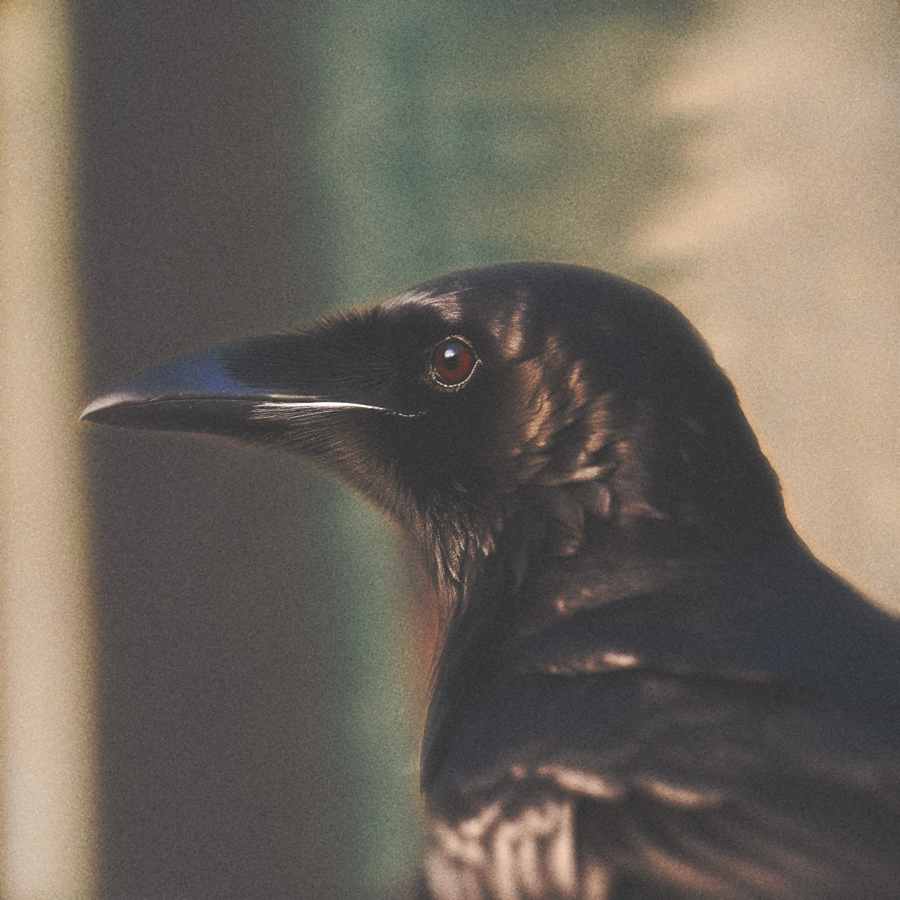 corbeau-33
