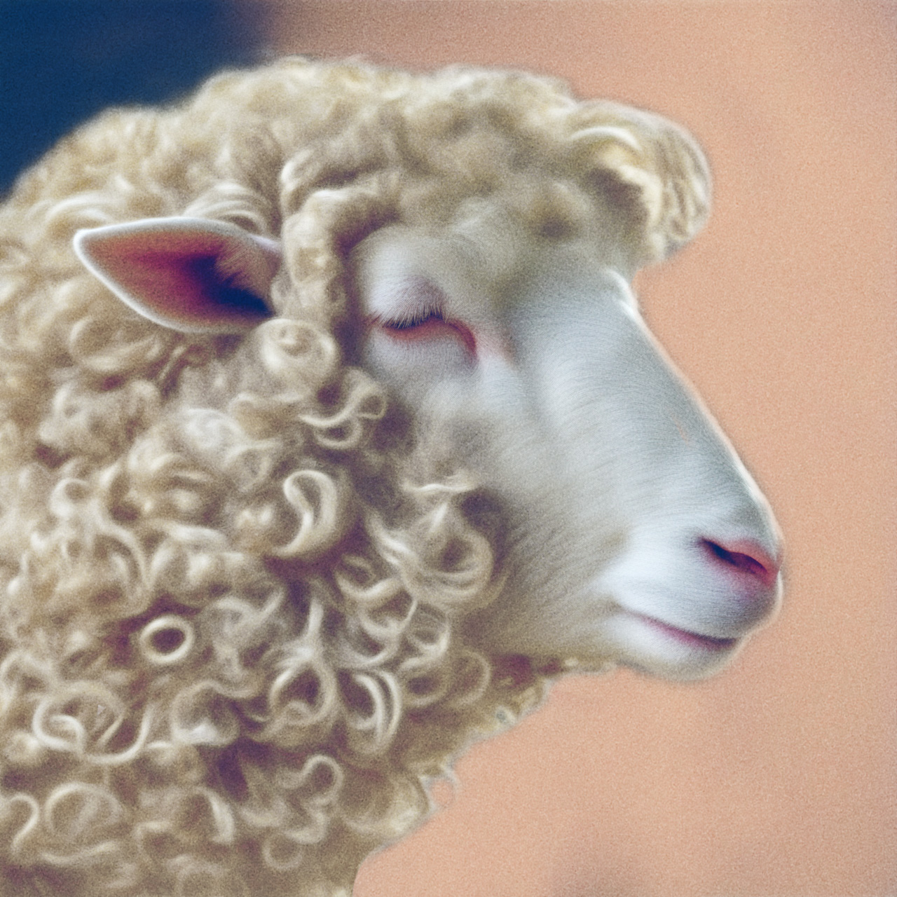 mouton-1